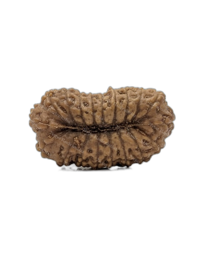 19 Mukhi Indonesian (back)