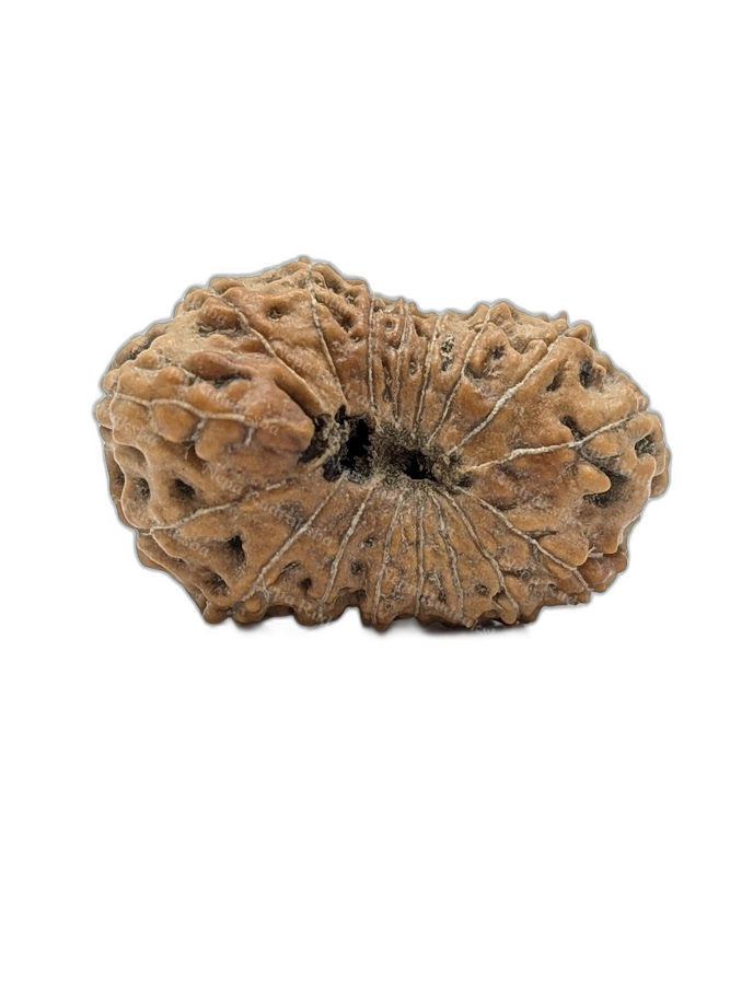 17 Mukhi Indonesian (back)