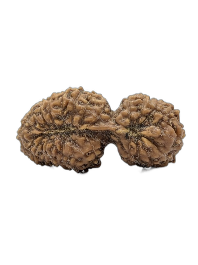 24 Mukhi Indonesian (back)