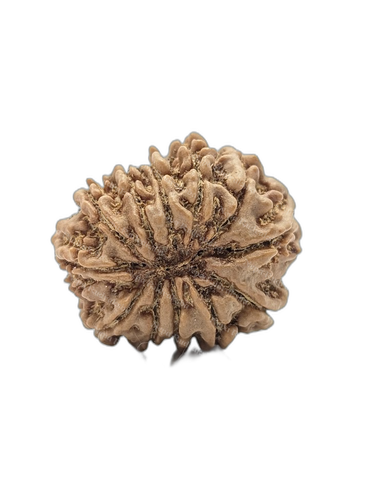 12 Mukhi (back)