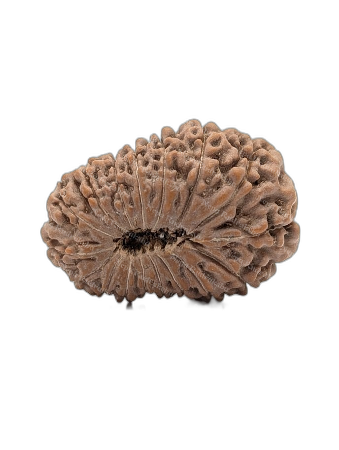 17 Mukhi Indonesian (back)
