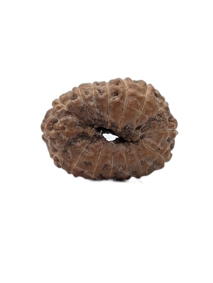 16 Mukhi Indonesian (back)