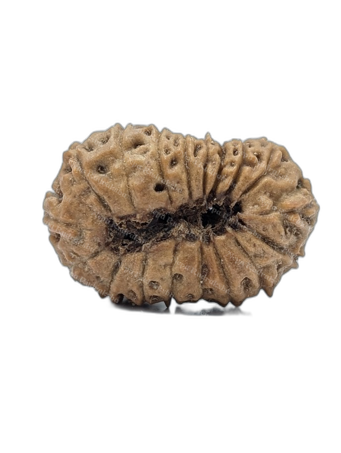 18 Mukhi Indonesian (back)