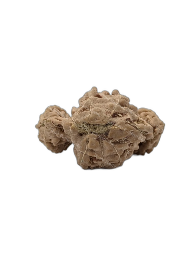 17 Mukhi Indonesian (back)