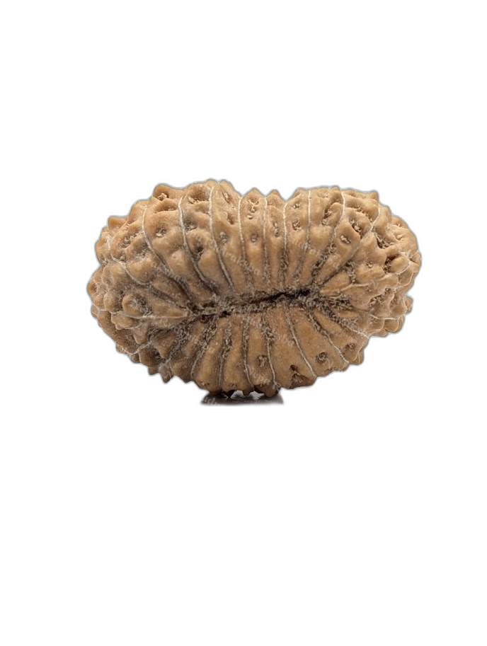 22 Mukhi Indonesian (back)