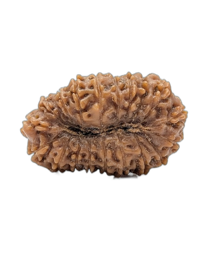 18 Mukhi Indonesian (back)