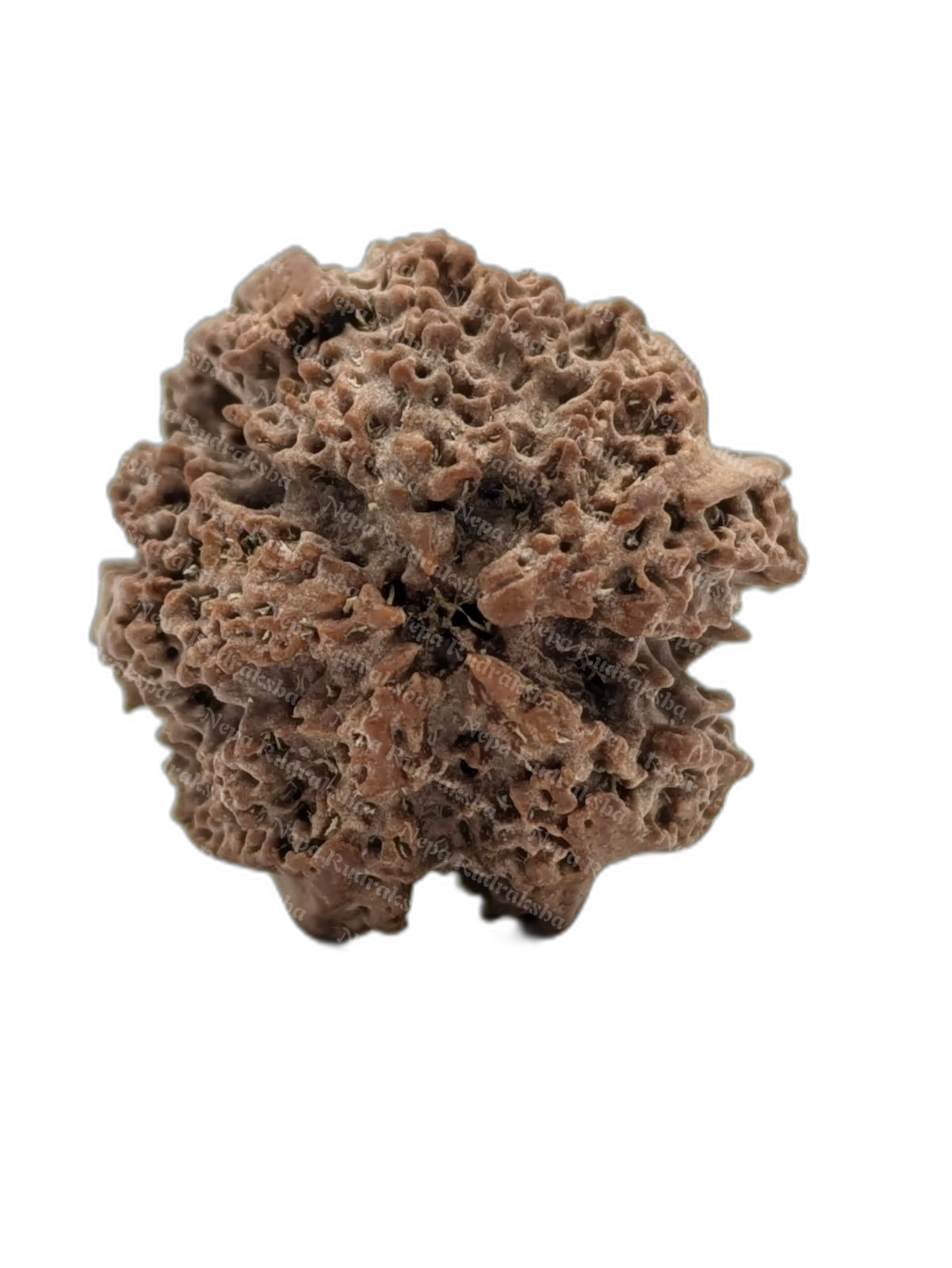 Nirakar (0) Mukhi Round (back)
