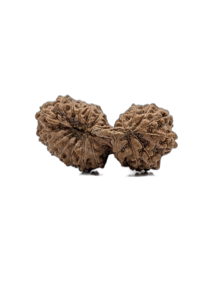 21 Mukhi Indonesian (back)