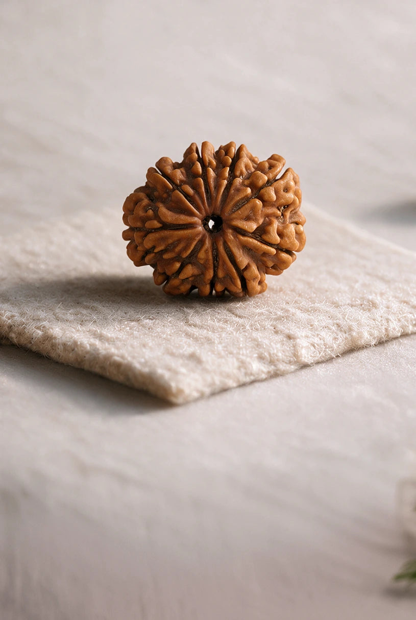 9 Mukhi Rudraksha