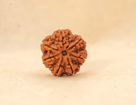 Rudraksha