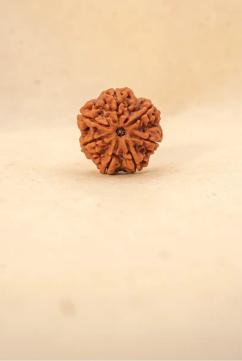 7 Mukhi Rudraksha