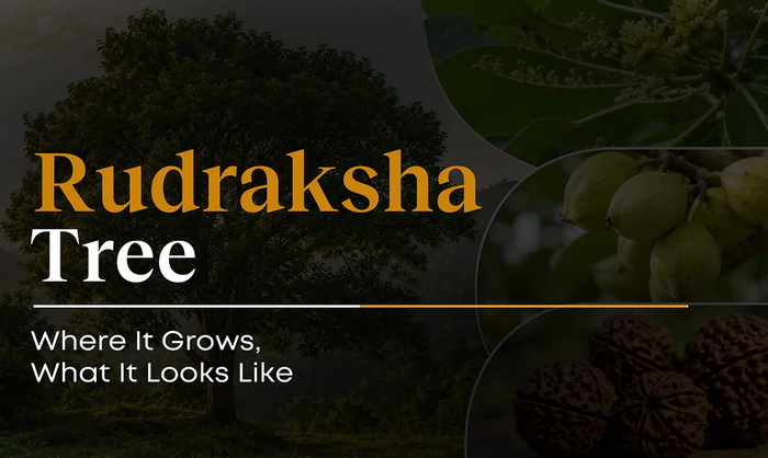 Rudraksha Tree: Where It Grows & Why Nepal Produces the Best