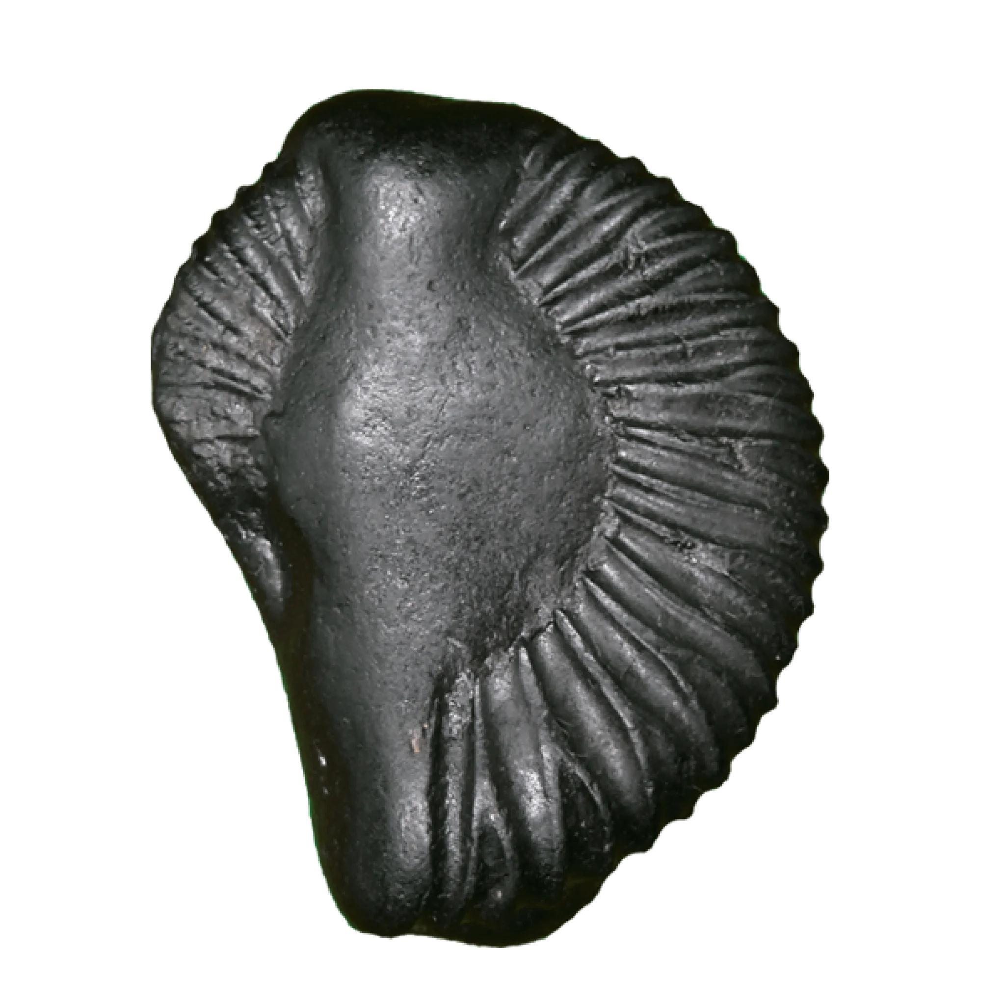 Krishna Shaligram