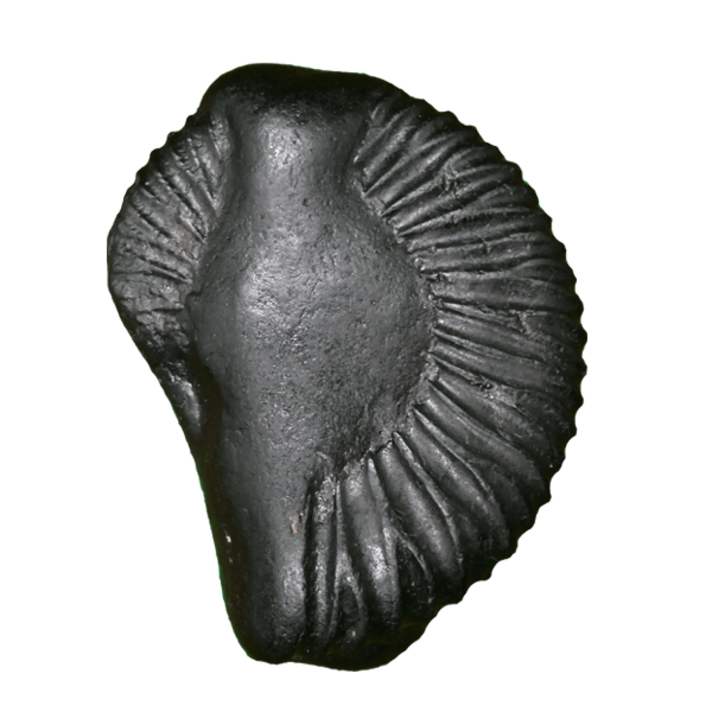 Krishna-Shaligram