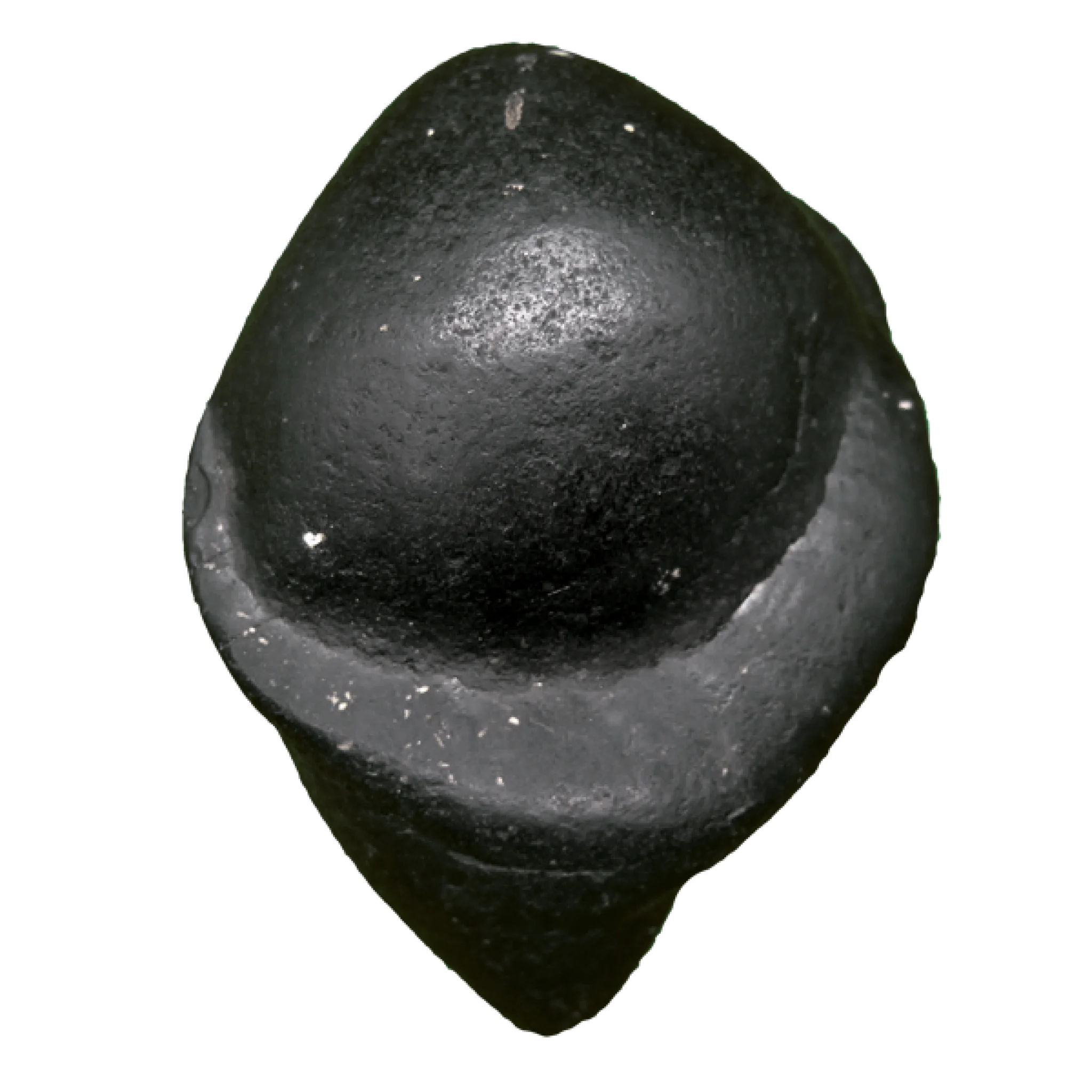 Kurma Shaligram