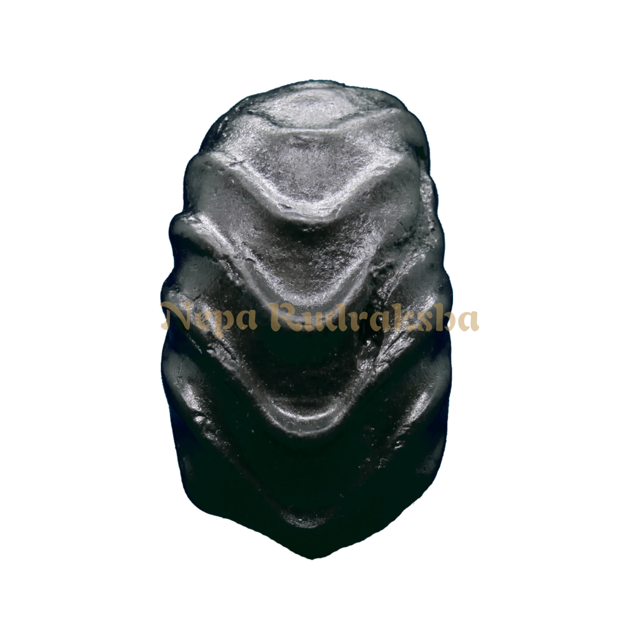 Laxmi Shaligram