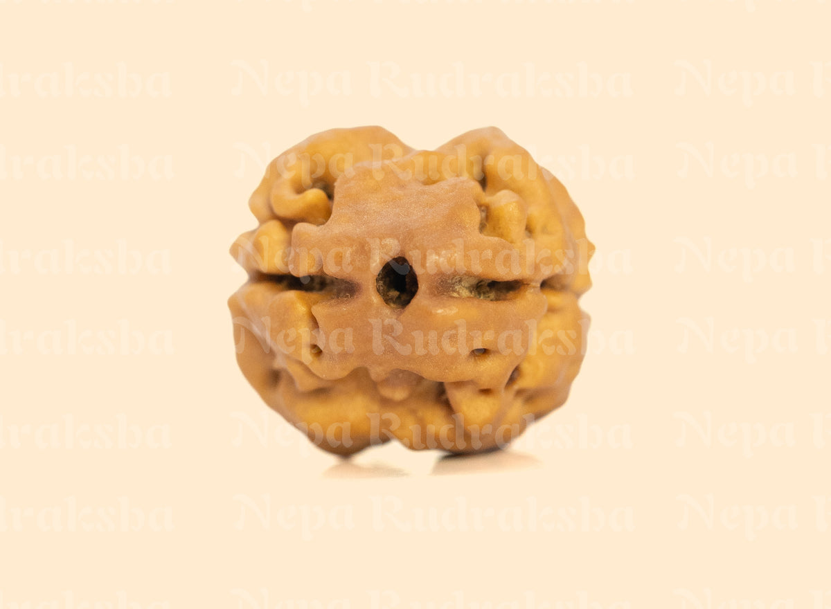 2 Mukhi (Regular) Rudraksha