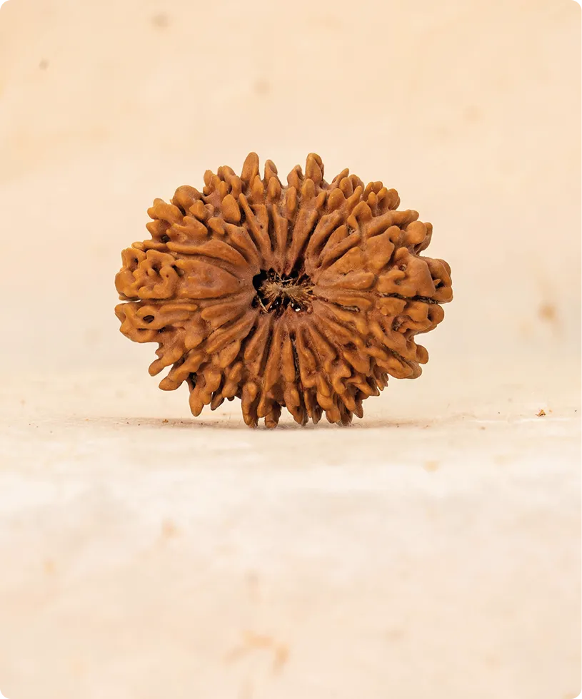 The mukhi