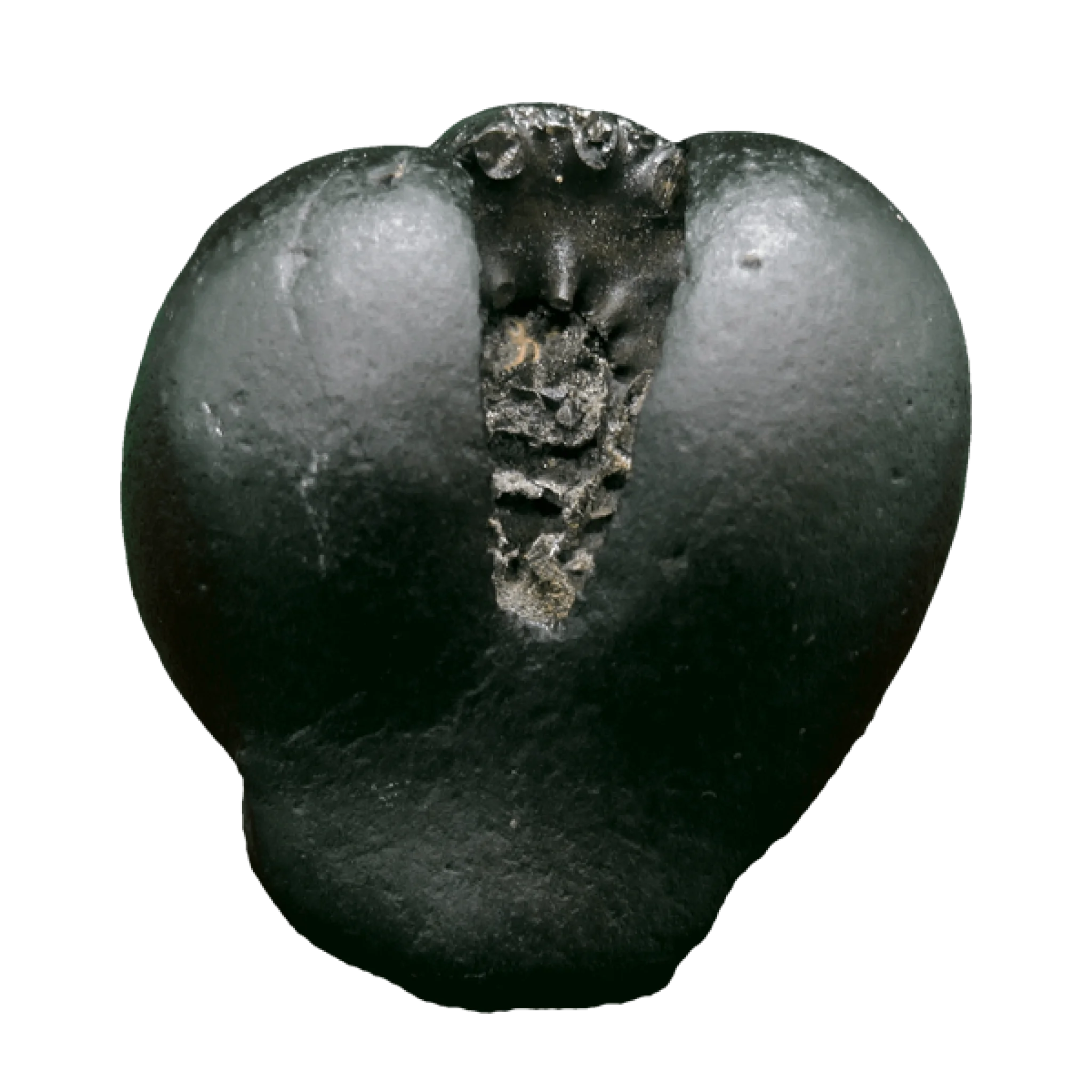 Narasimha Shaligram