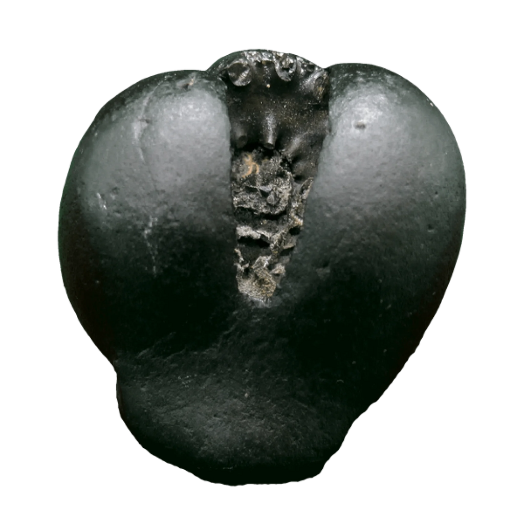 Narasimha-Shaligram