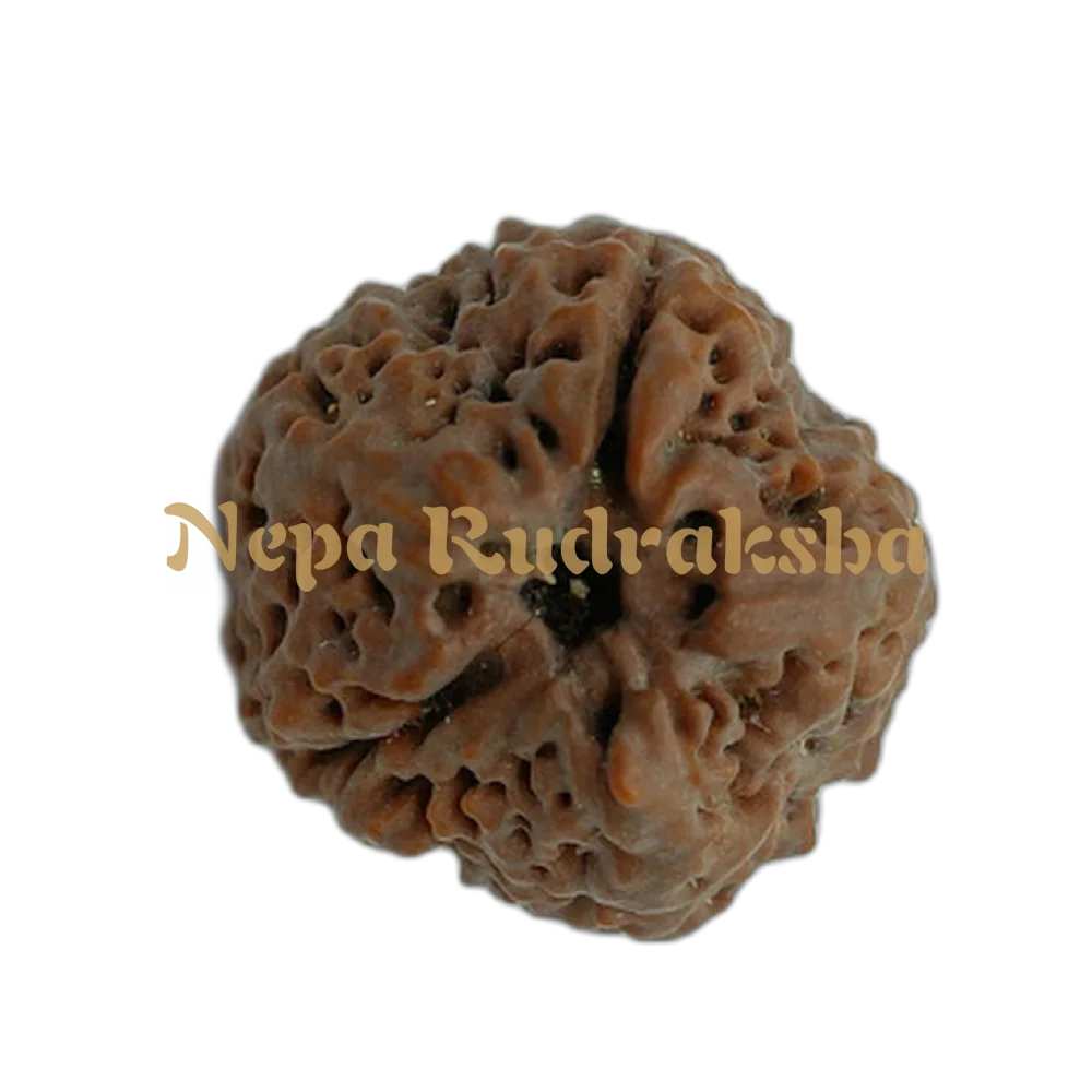 Nepali 1 Mukhi Round (Under-Developed)