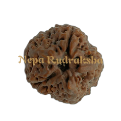 Nepali 1 Mukhi Round (Under-Developed)