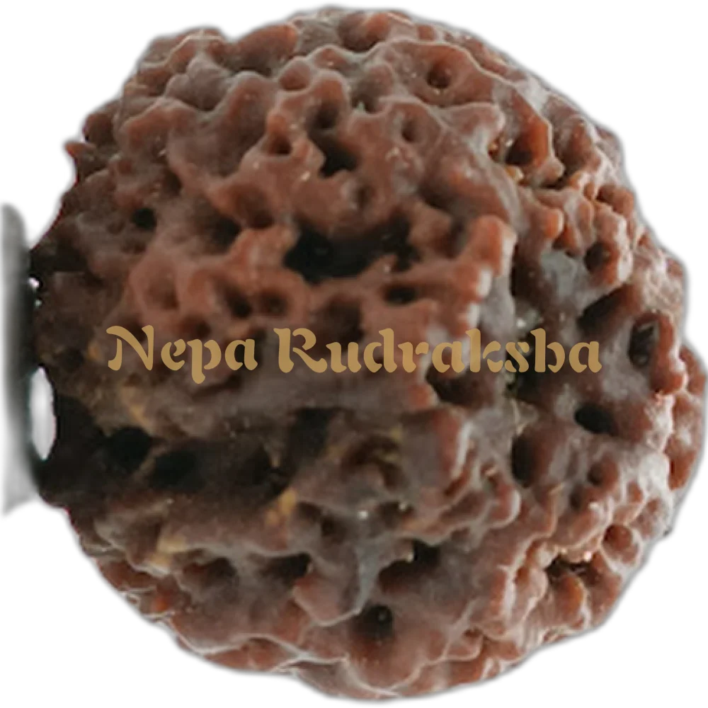 Nepali 1 (One) Mukhi Round (Under Developed)