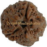 1 Mukhi