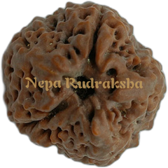 1 Mukhi