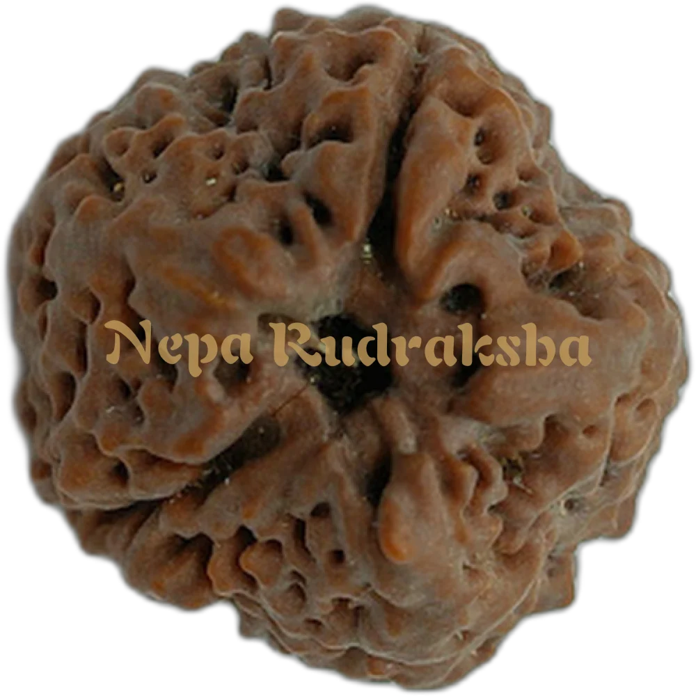 Nepali 1 (One) Mukhi Round (Under Developed)