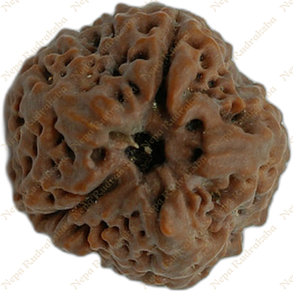 Nepali 1 (One) Mukhi Round (Under Developed)