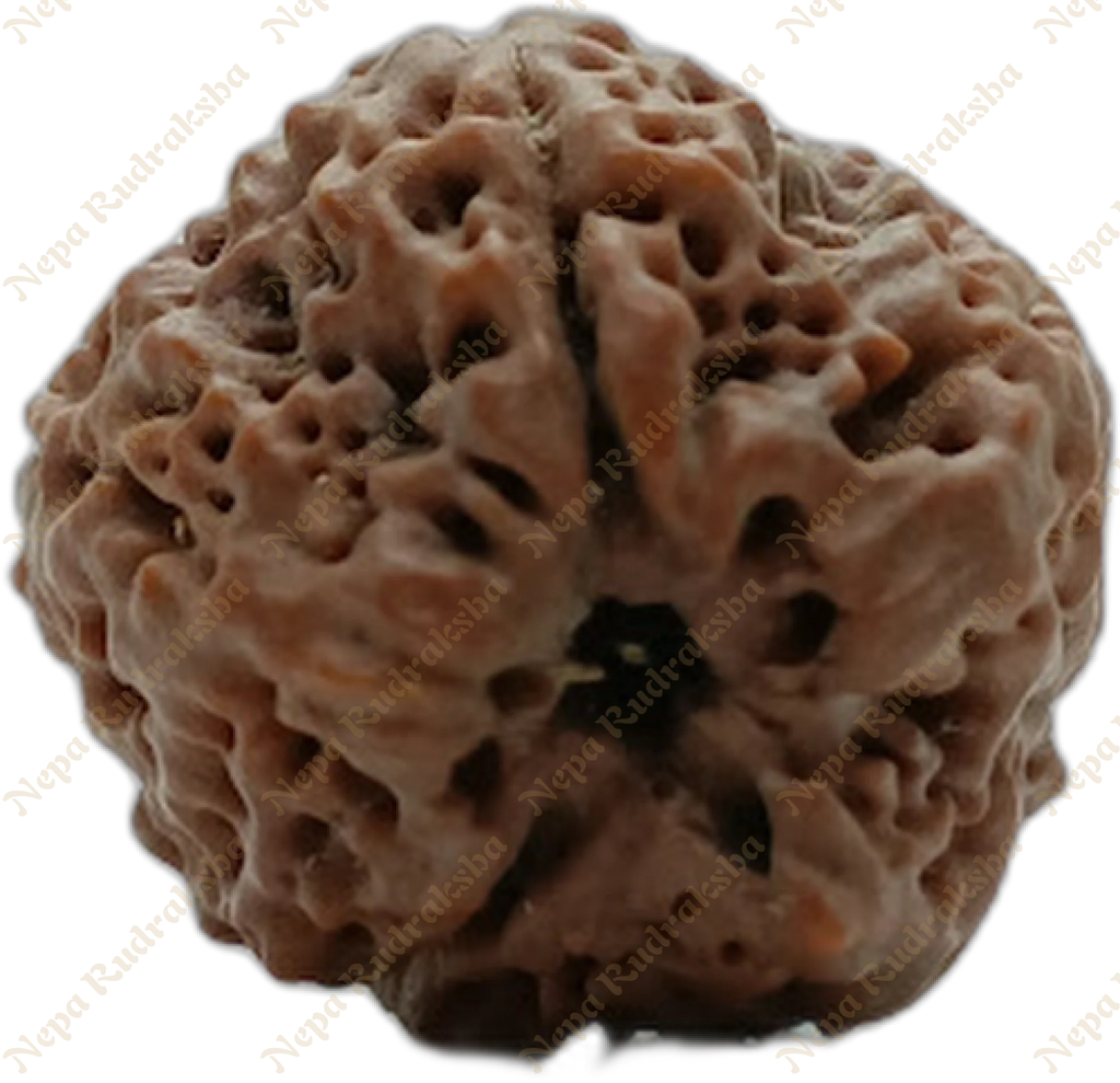 Nepali 1 (One) Mukhi Round (Under Developed)