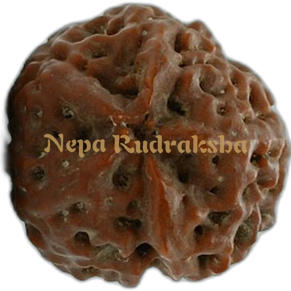 Nepali 1 (One) Mukhi Round (Under Developed)