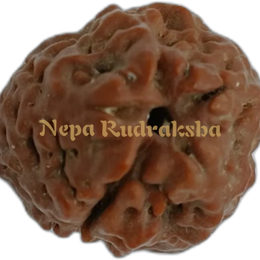 Nepali 1 (One) Mukhi Round (under developed) Image