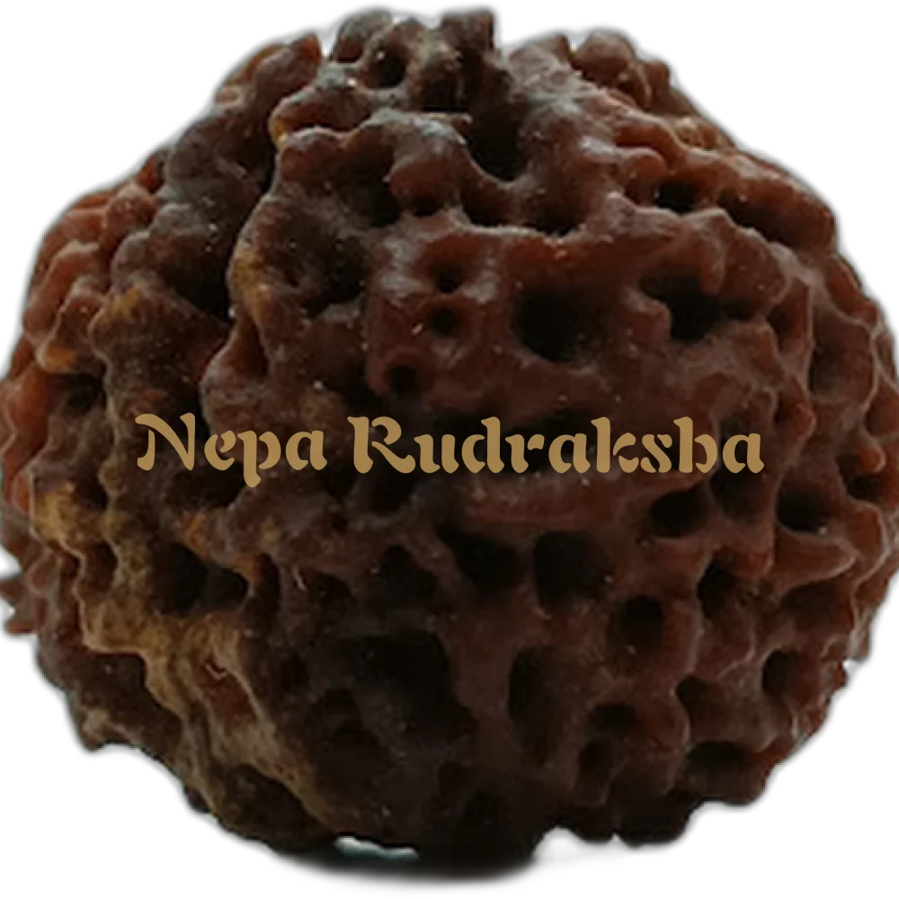 Nepali 1 (One) Mukhi Round (Under Developed)