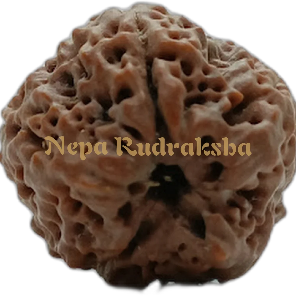Nepali 1 (One) Mukhi Round (Under Developed)