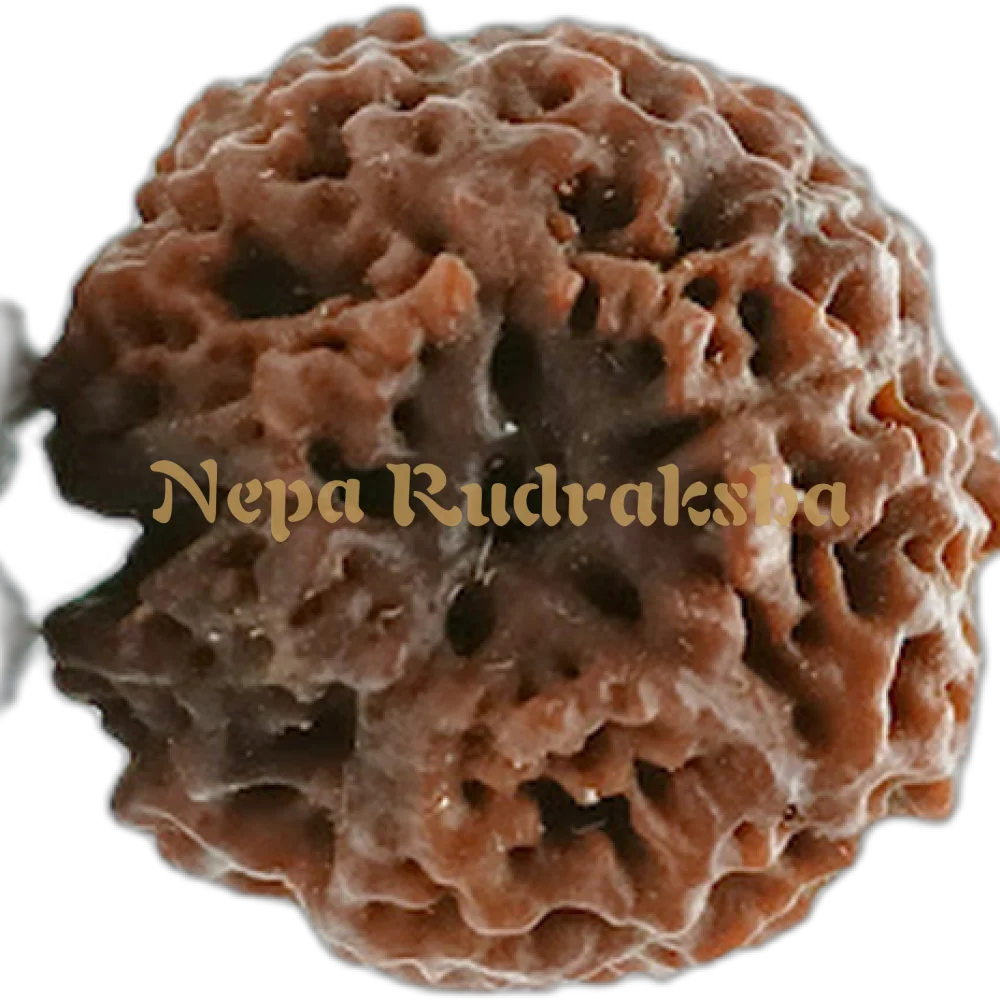 Nepali 1 (One) Mukhi Round (Under Developed)