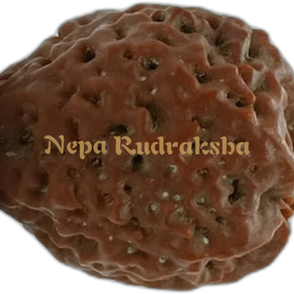Nepali 1 (One) Mukhi Round (Under Developed)