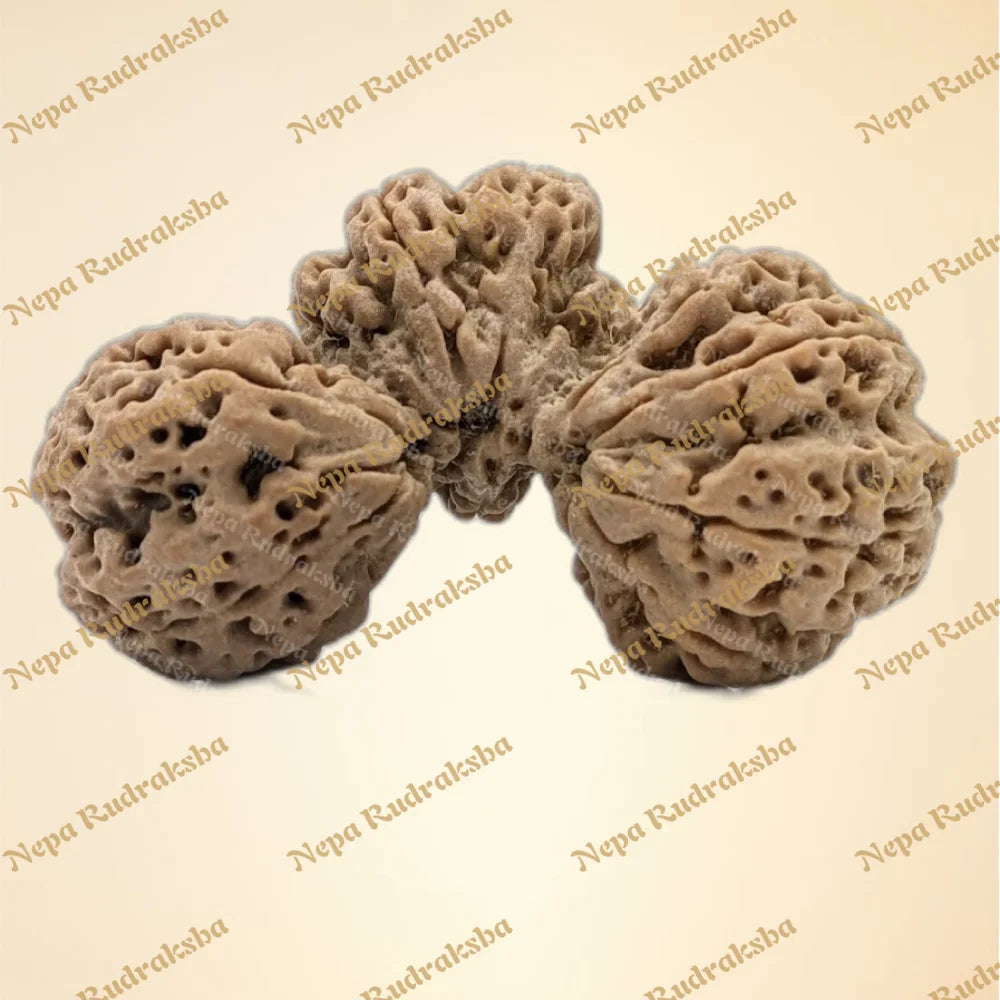 Nepali 14 Mukhi Trijuti Rudraksha (6302)