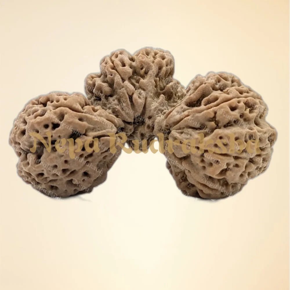 Nepali 14 Mukhi Trijuti Rudraksha (6302)