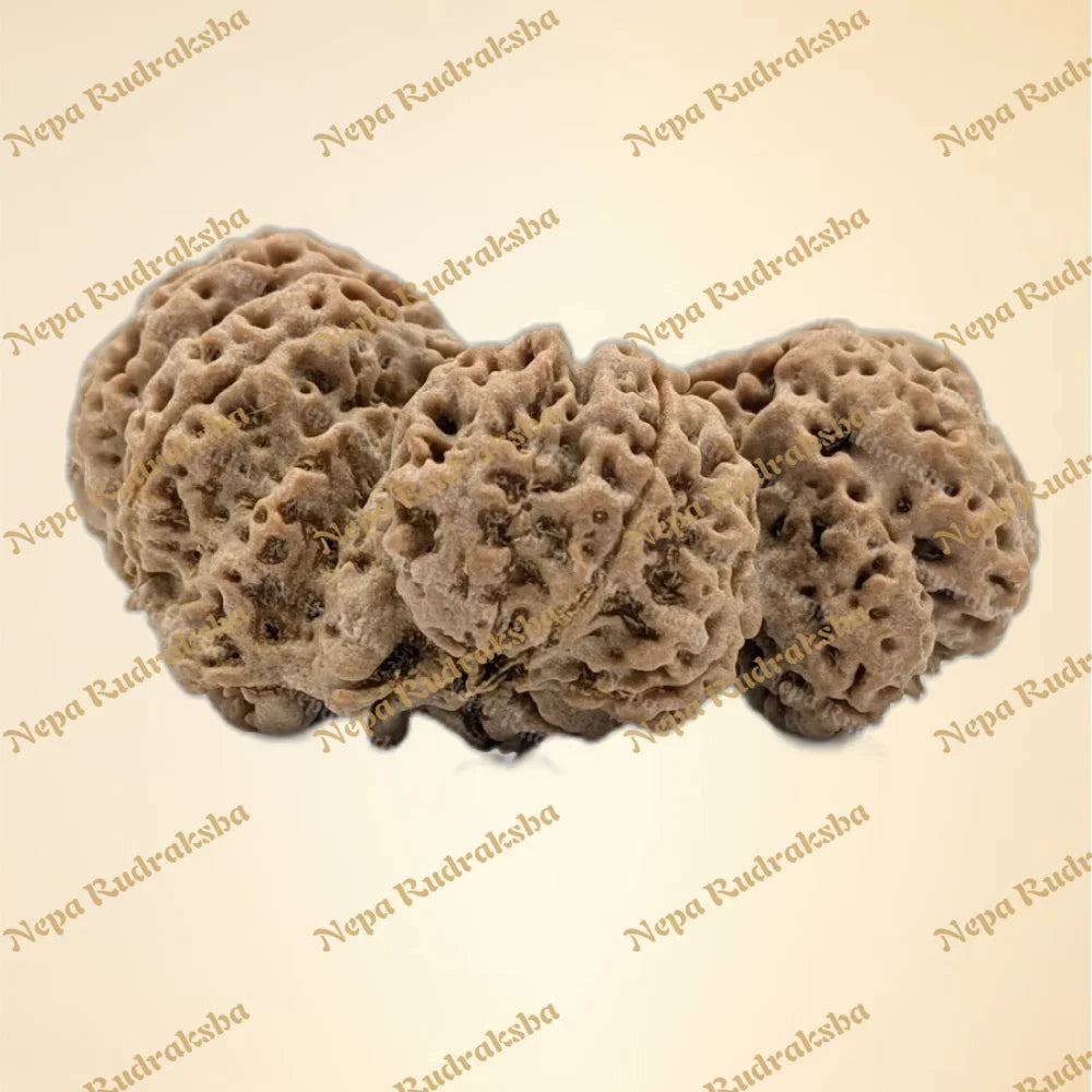 Nepali Trijuti Rudraksha (back)