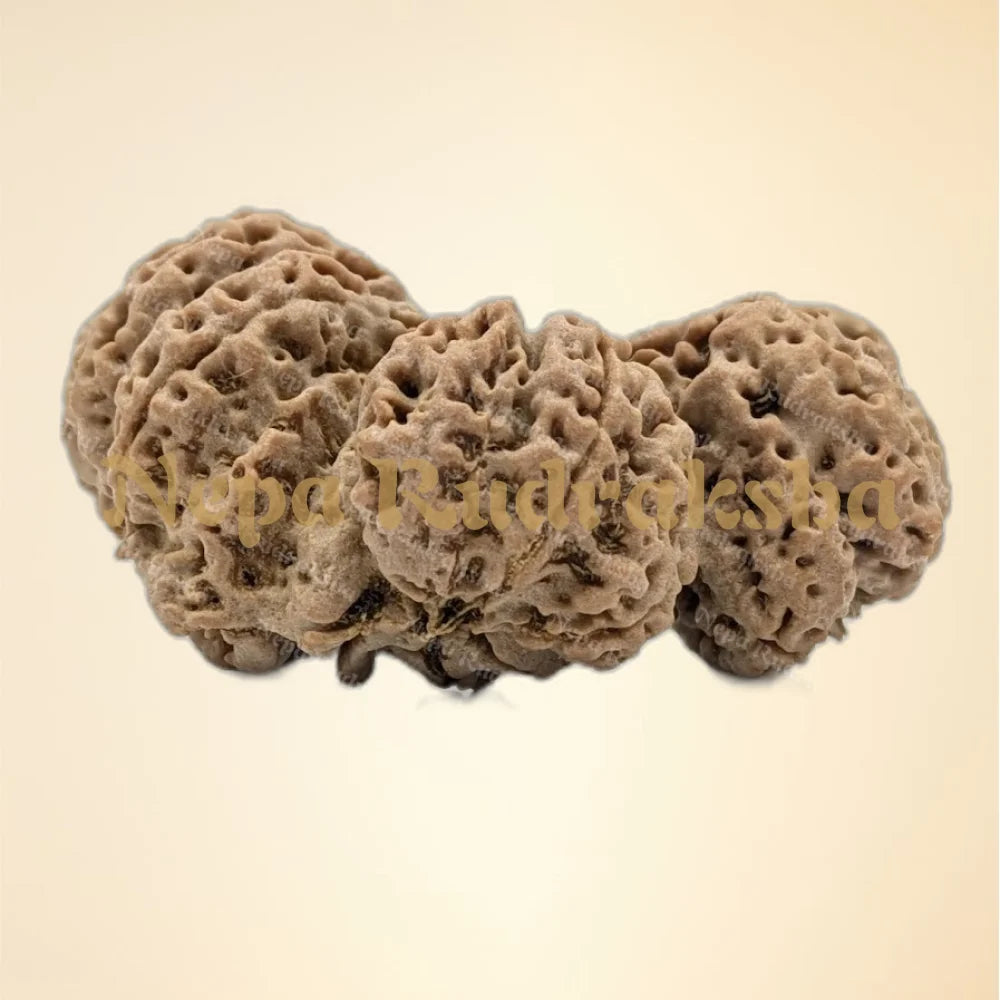 Nepali Trijuti Rudraksha (back)