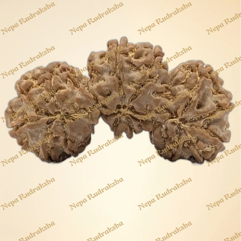 Nepali Trijuti Rudraksha (back)