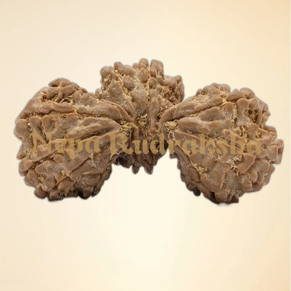 Nepali 14 Mukhi Trijuti Rudraksha (6312)