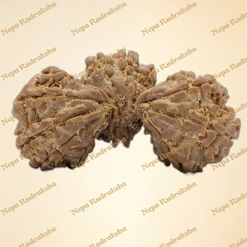 Nepali 14 Mukhi Trijuti Rudraksha (6312)