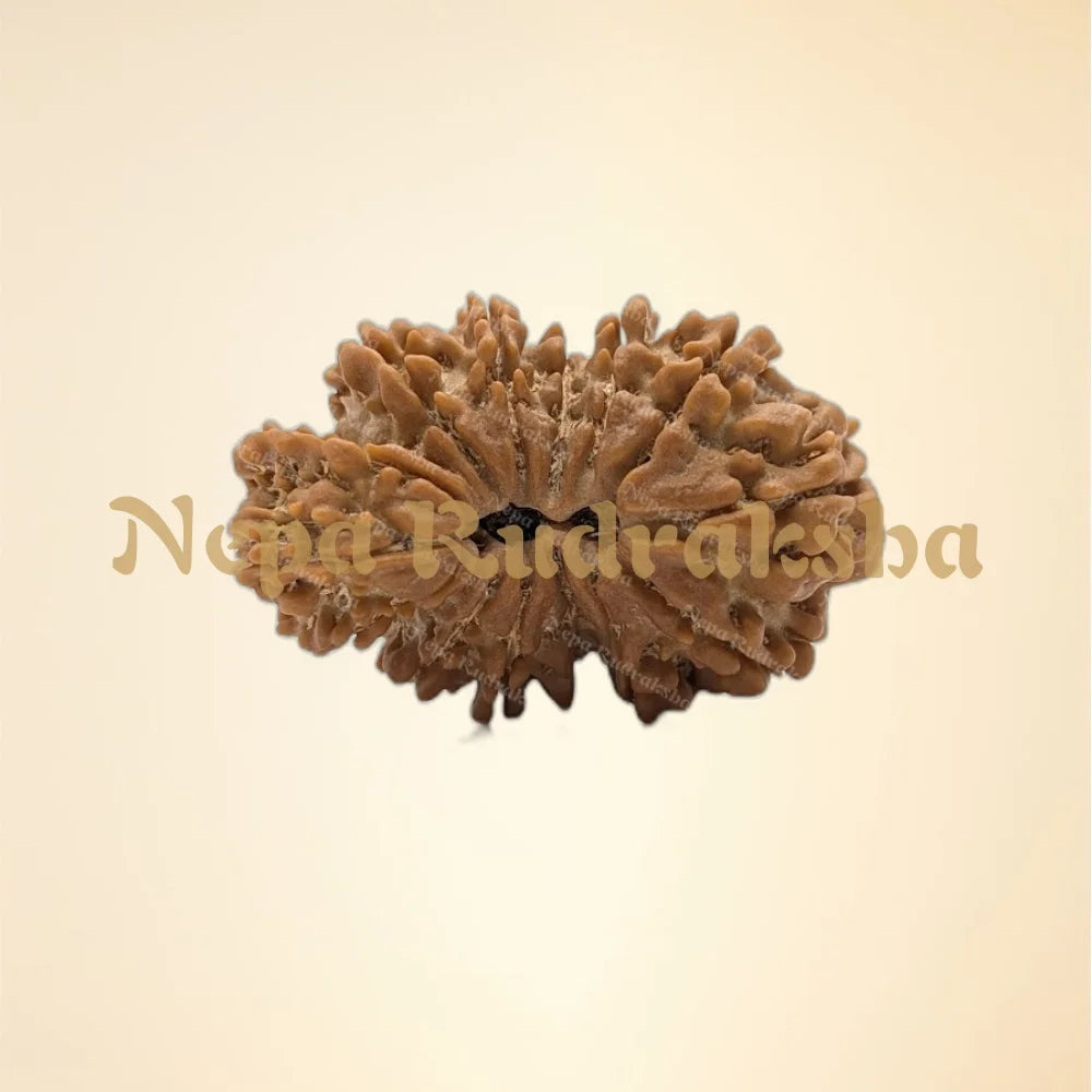 Nepali 14 Mukhi Trijuti Rudraksha (Collector - 11126)