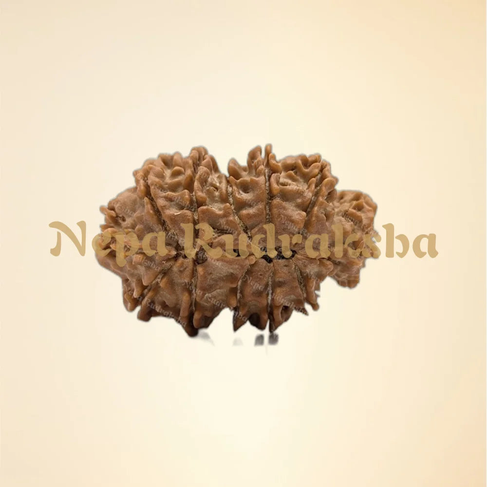Nepali Trijuti Rudraksha (back)