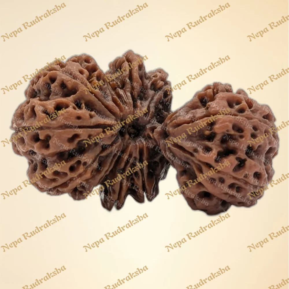 Nepali 15 Mukhi Trijuti Rudraksha (6310)