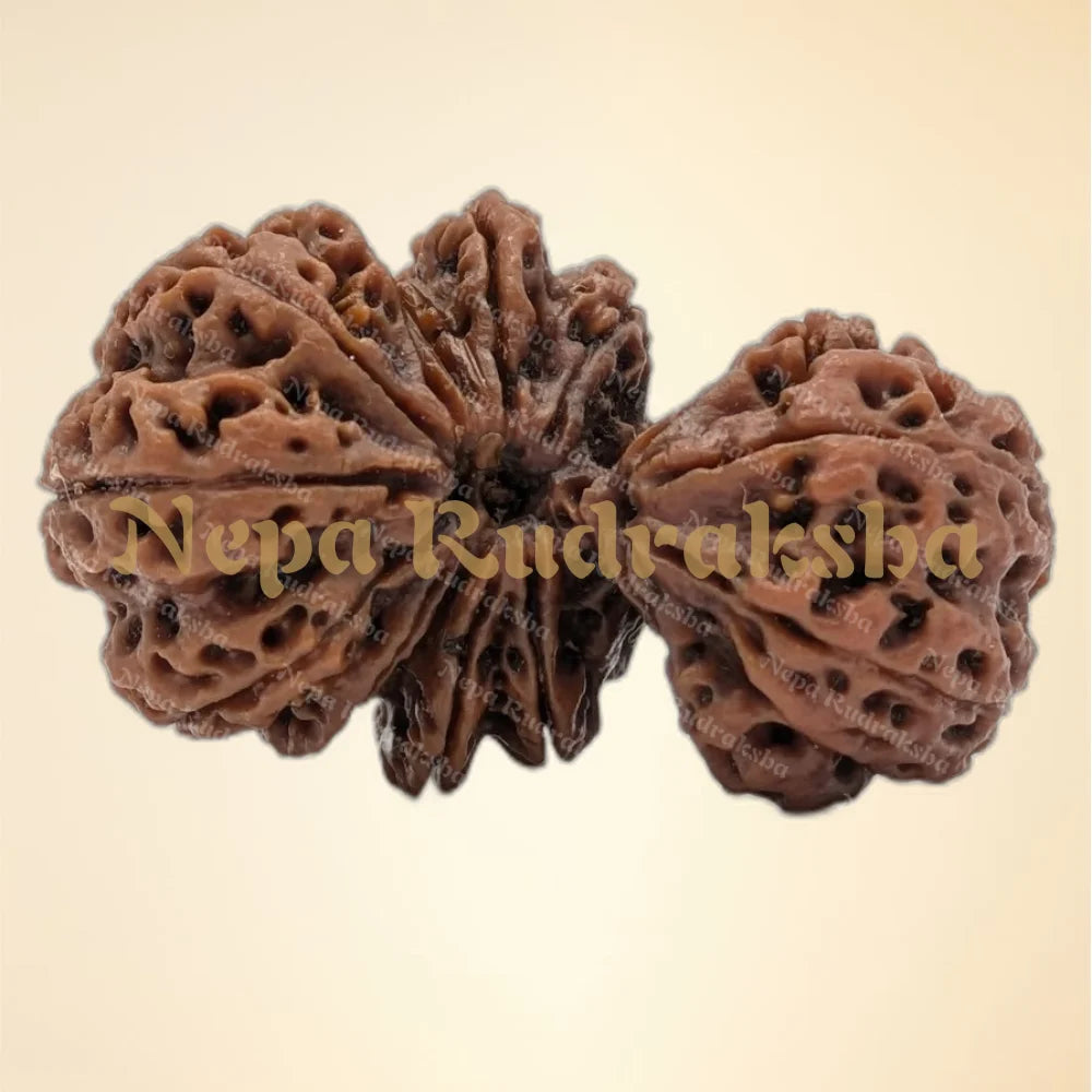 Nepali 15 Mukhi Trijuti Rudraksha (6310)