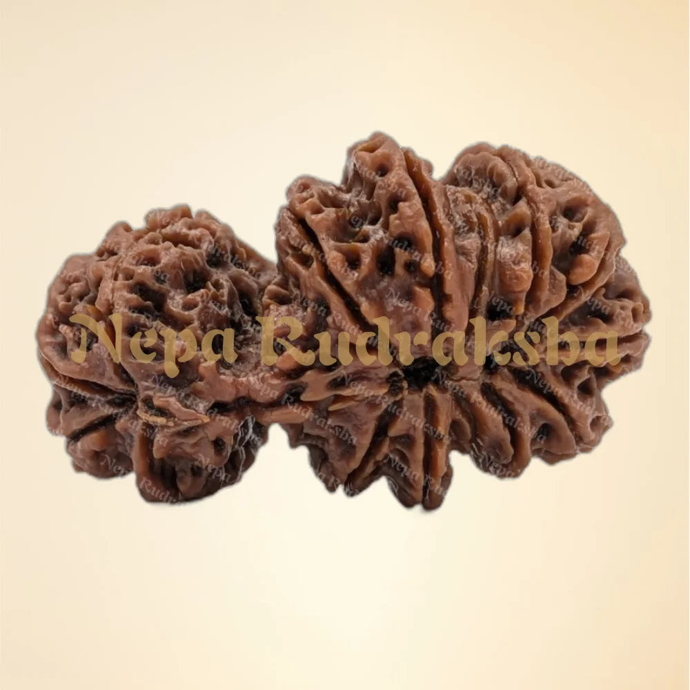 Nepali Trijuti Rudraksha (back)
